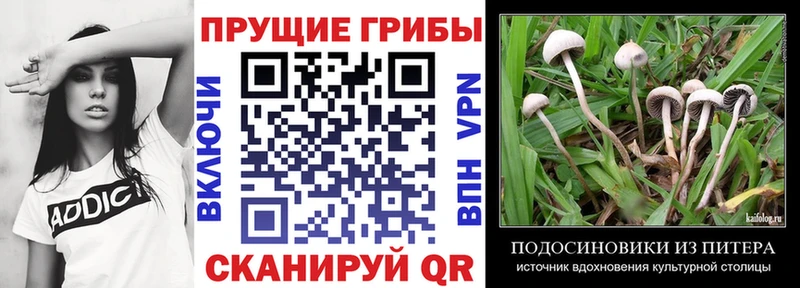blacksprut сайт сколько стоит Ворсма Псилоцибиновые грибы мицелий